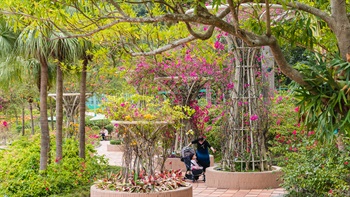 The Bougainvillea Garden displays a variety of Bougainvillea species. More than 4,000 plants of around 15 Bougainvillea species are planted in the Bougainvillea Garden.